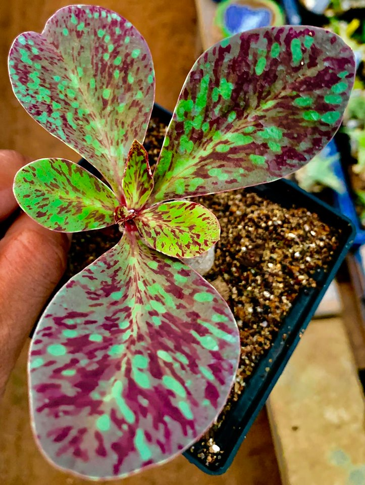 Euphorbia varieties