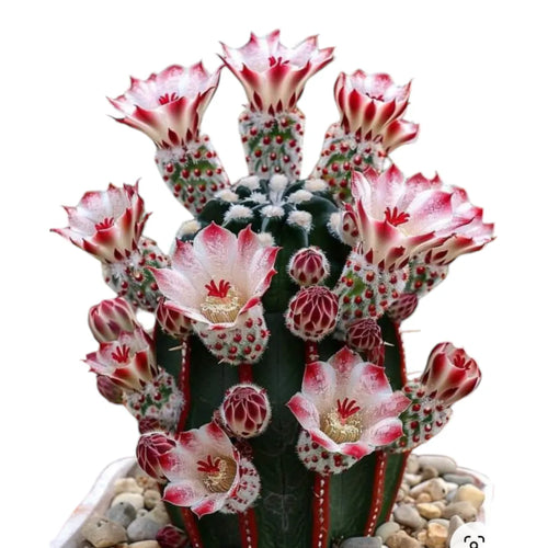 Neoporteria varieties