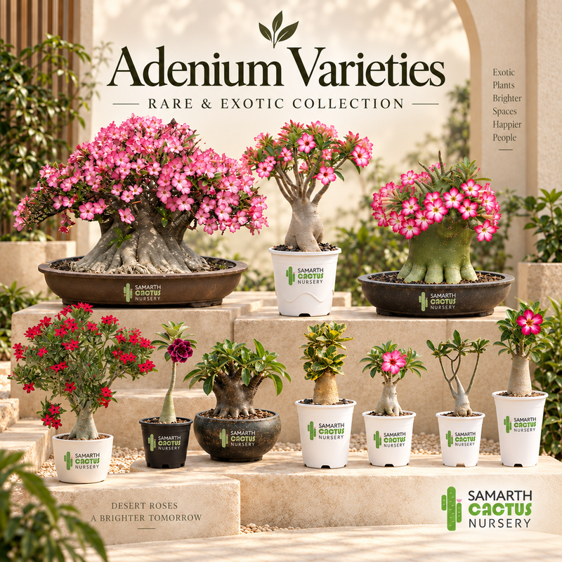 Adenium varieties