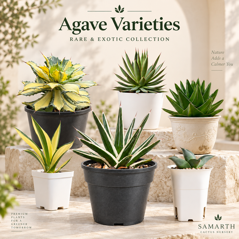 Agave varieties