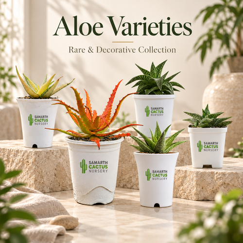 Aloe varieties