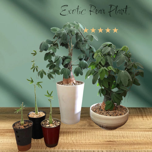 Codexifom plants