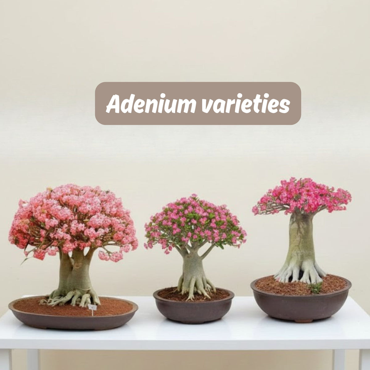 Adenium varieties