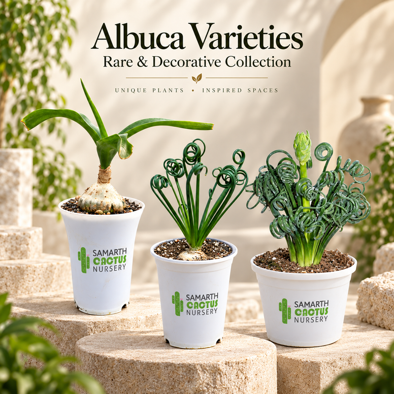 Albuca varieties