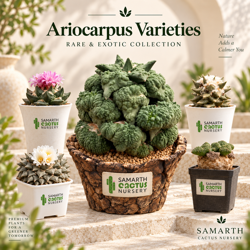 ARIOCARPUS VARIETIE