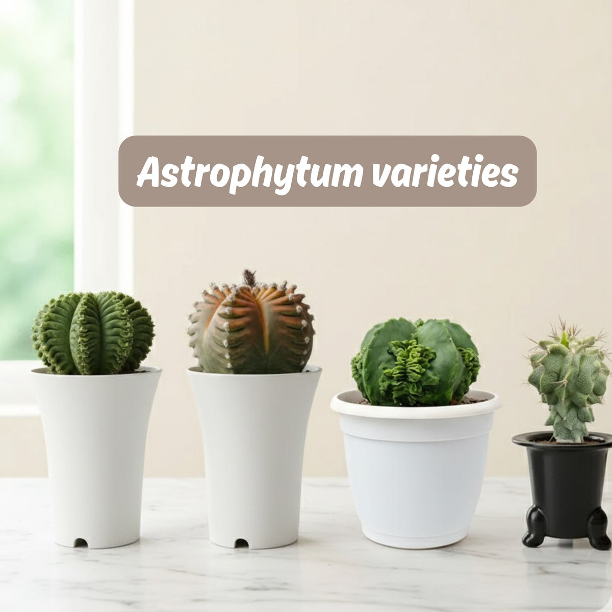 Astrophytum varieties
