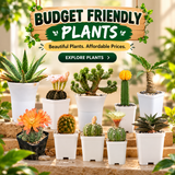 Budget Friendly Plants