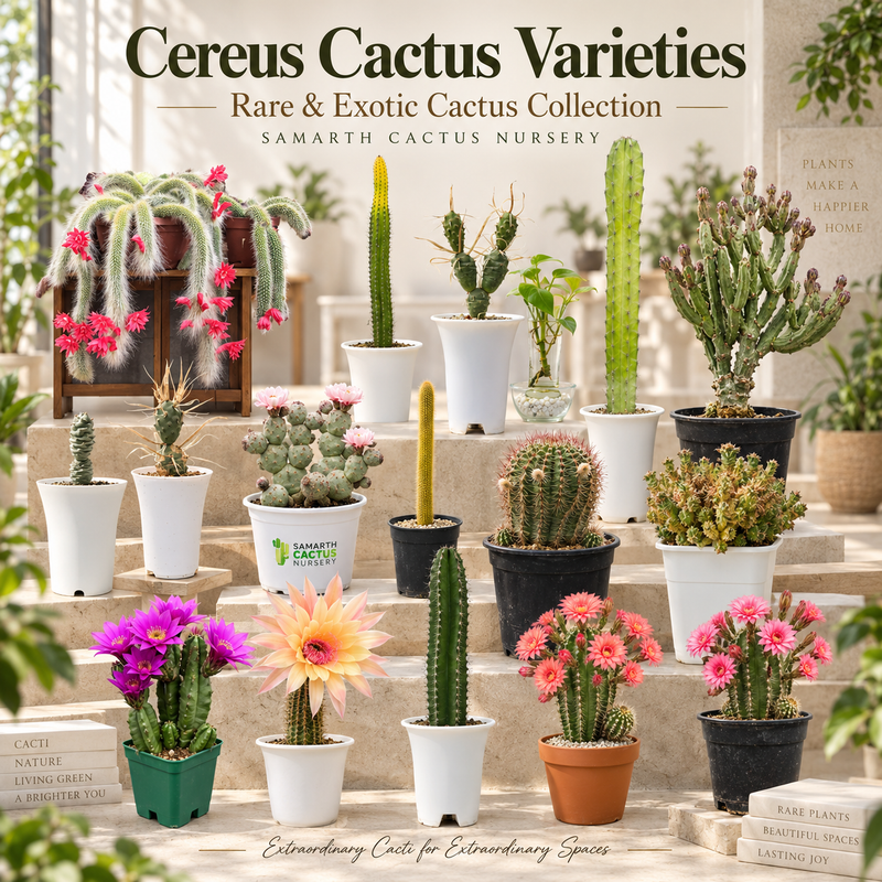 Cereus cactus varieties