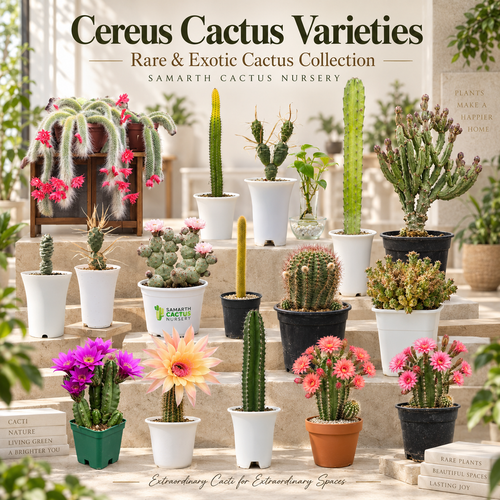 Cereus cactus varieties
