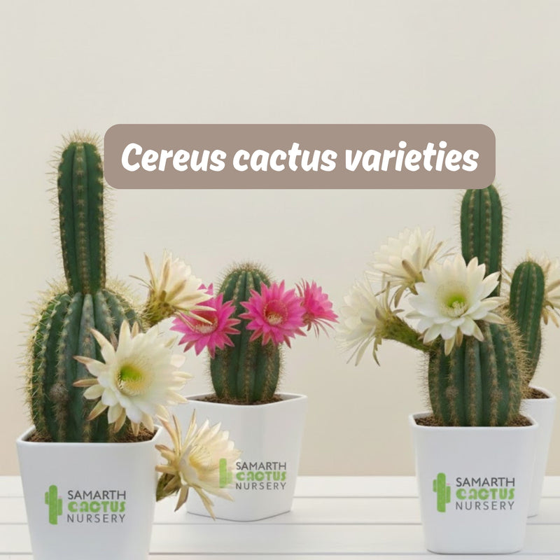 Cereus cactus varieties