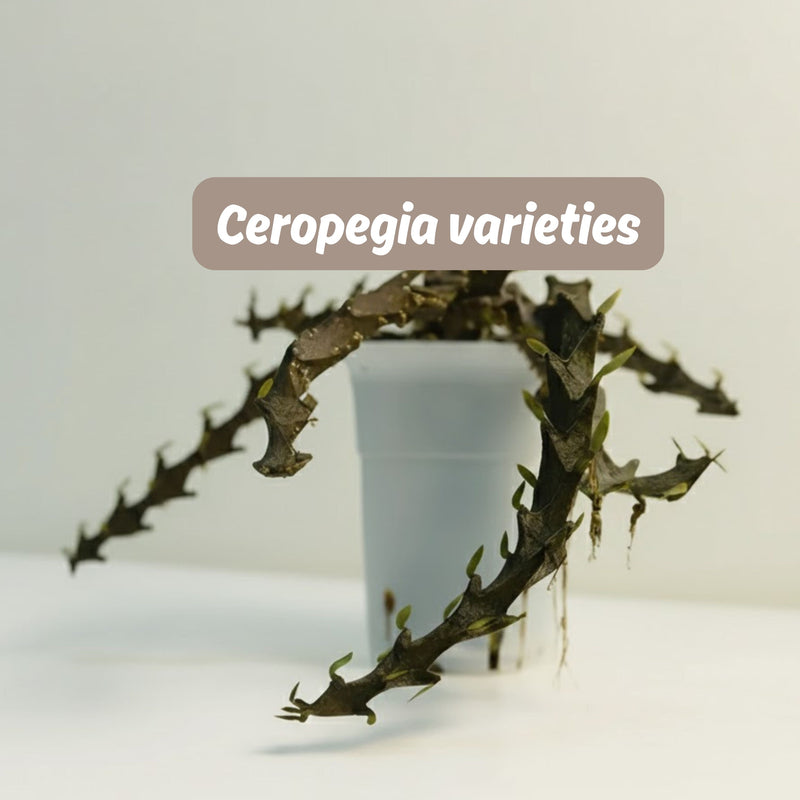 Ceropegia varieties