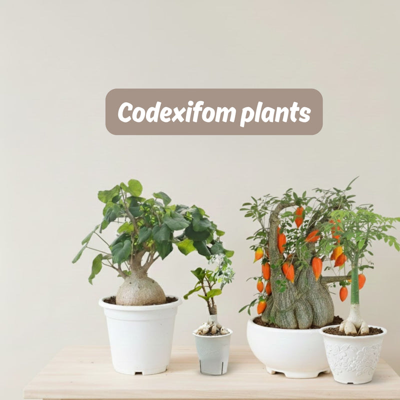 Codexifom plants