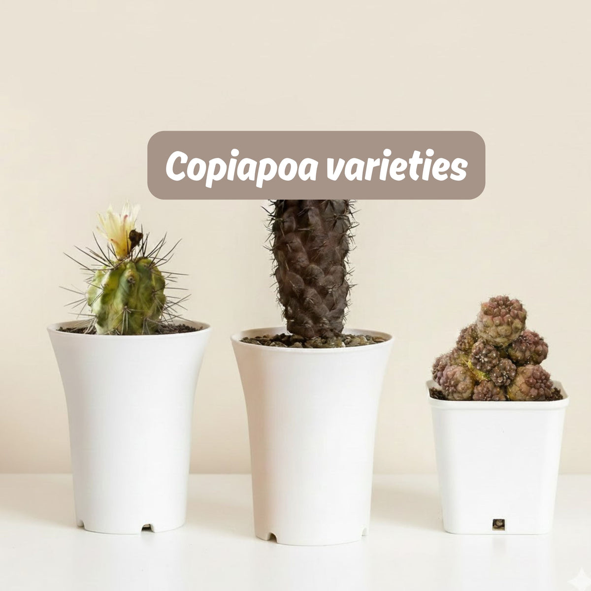 Copiapoa varieties