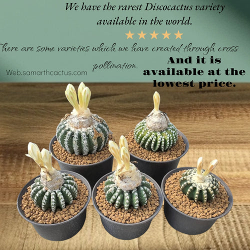 Discocactus varieties