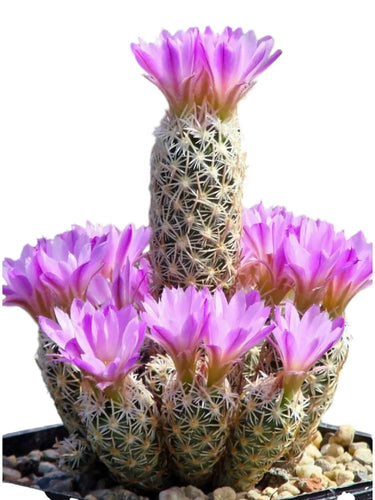 Escoberia varieties