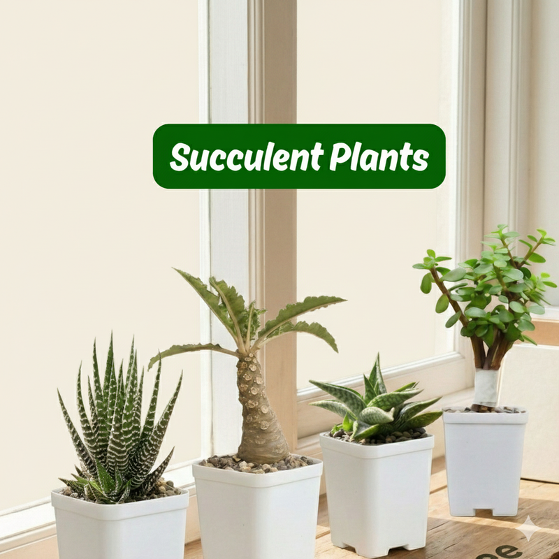 Different varieties of Succulents