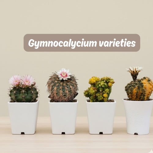 Gymnocalycium varieties
