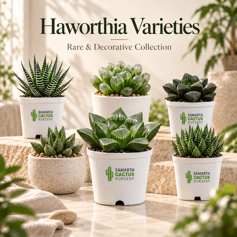 Haworthia varieties