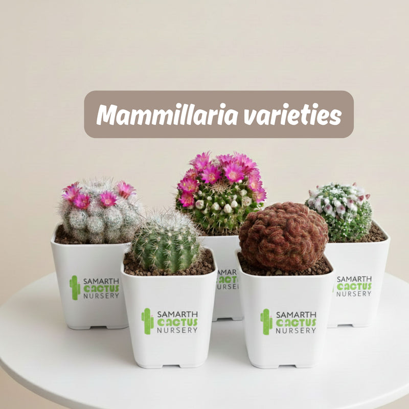 Mammillaria varieties