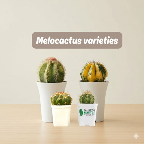 Melocactus varieties