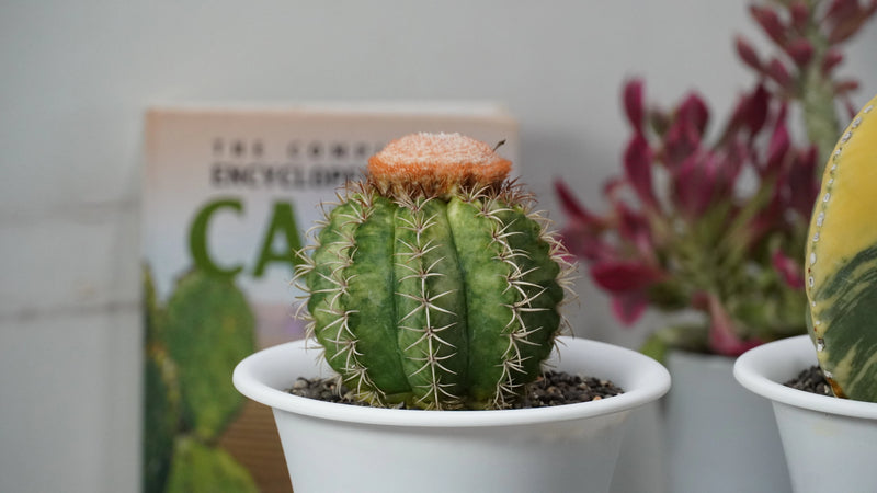 Melocactus varieties