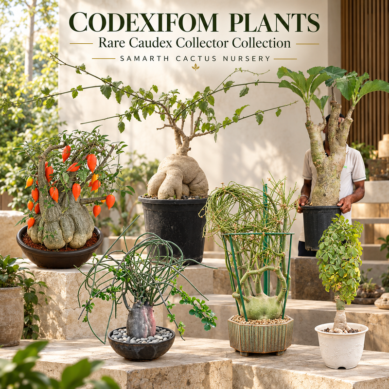 Codexifom plants
