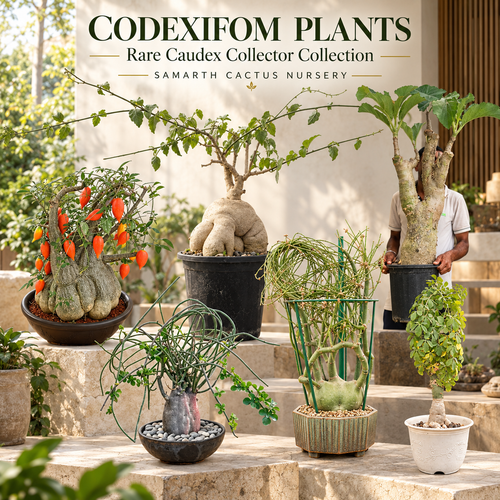 Codexifom plants