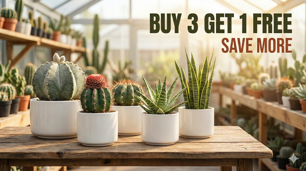 Offer- buy 3  get 1 free