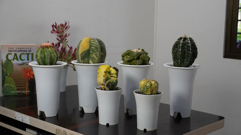 Different varieties of Cactus