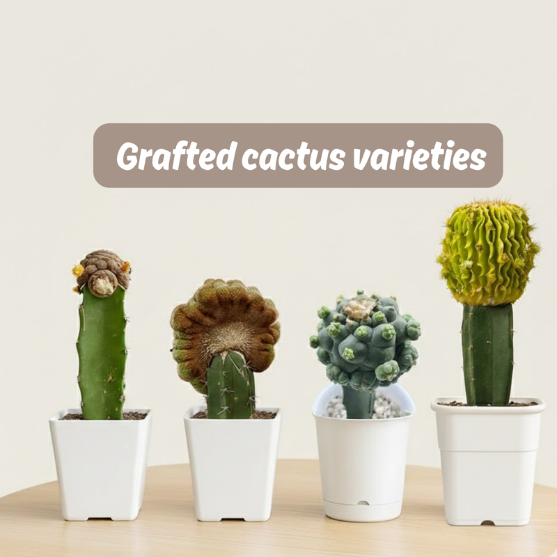 Grafted cactus varieties
