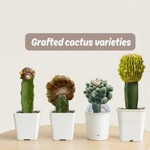 Grafted cactus varieties