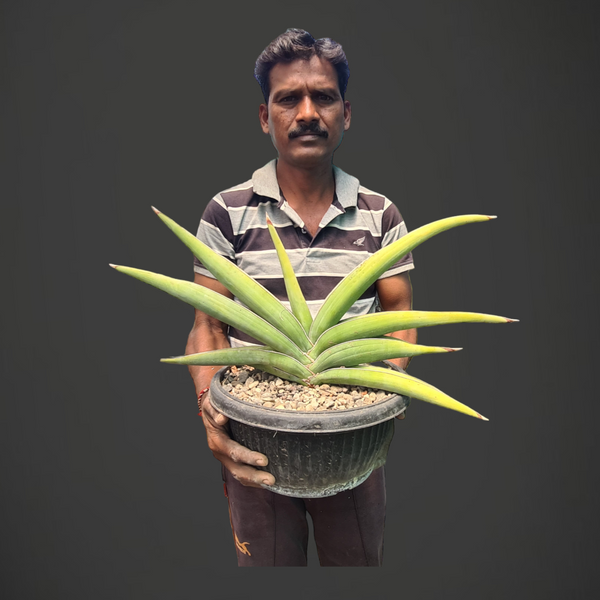 Sansevieria robusta var banana