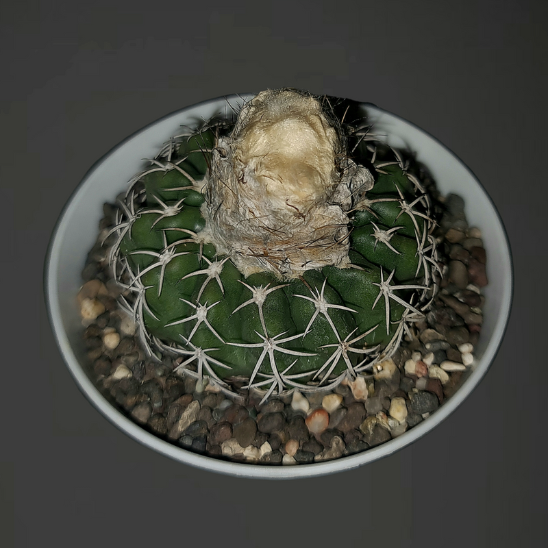 Discocactus heptacanthus subs. magnimammus