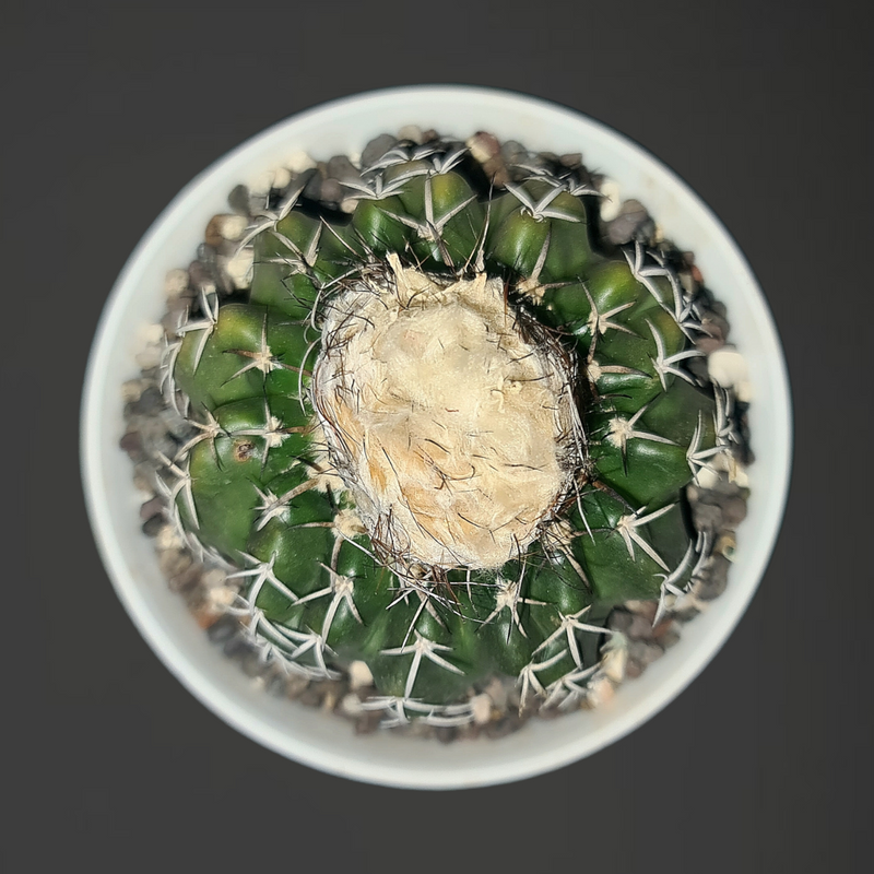 Discocactus Horstii cv pesidohostti