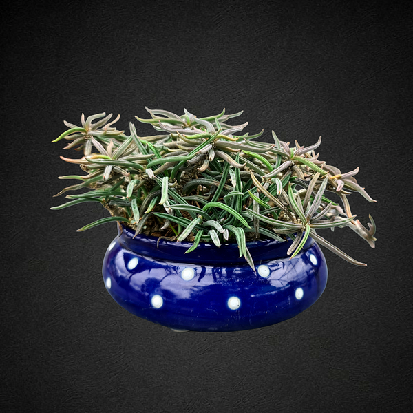 Euphorbia cylindrifolia