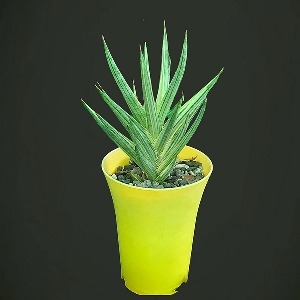 Sansevieria Francisii Variegated