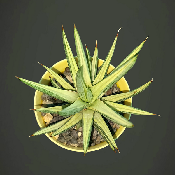 Sansevieria Francisii Variegated