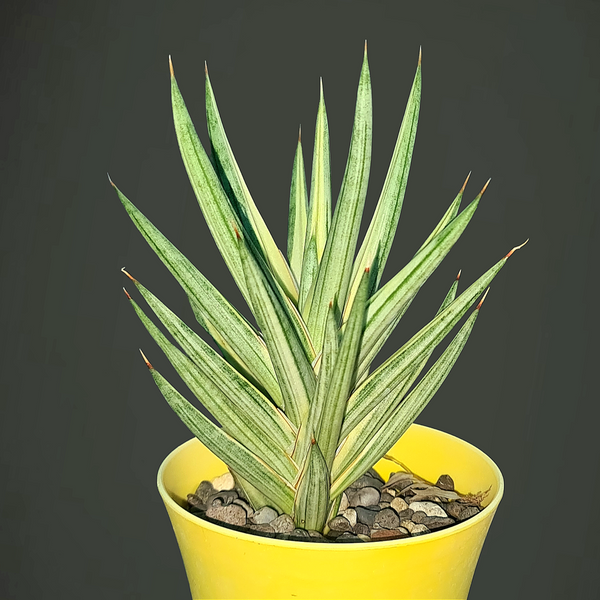 Sansevieria Francisii Variegated