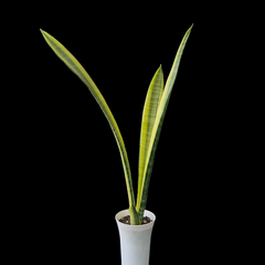 Sansevieria florida h13 verigated