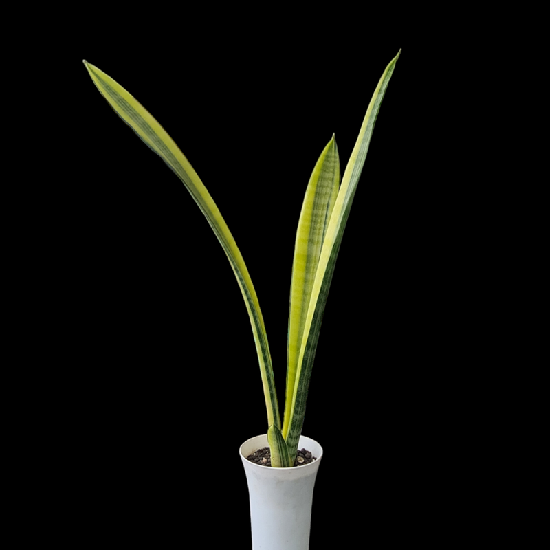 Sansevieria florida h13 verigated