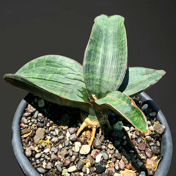 Sansevieria humiflora hawaiian star