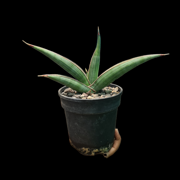 Sansevieria johannesburg