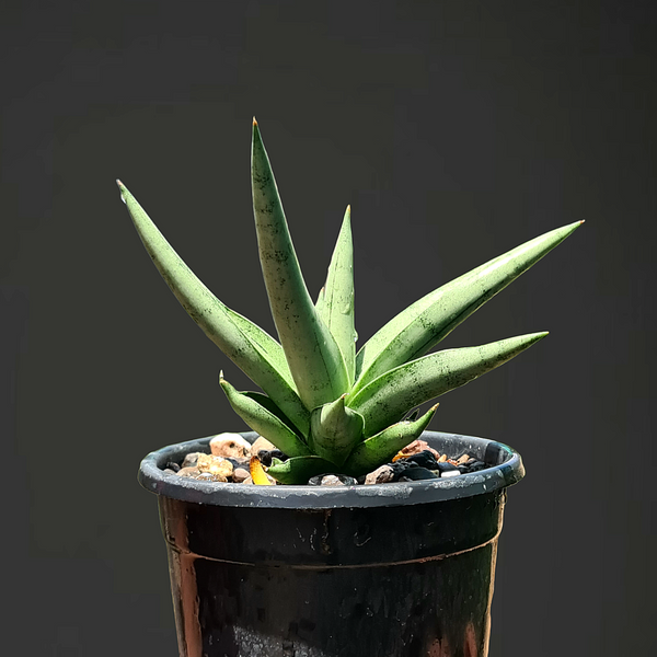 Sansevieria silver crow