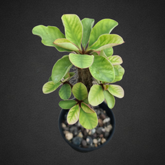 Euphorbia aureoviridiflora