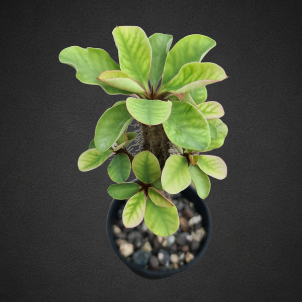 Euphorbia aureoviridiflora