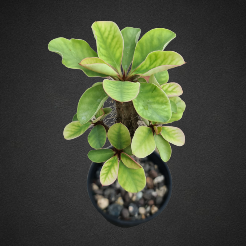 Euphorbia aureoviridiflora