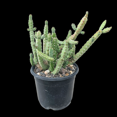 Euphorbia debilispina