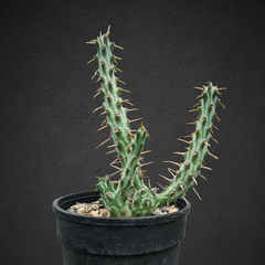 Euphorbia erigavensis
