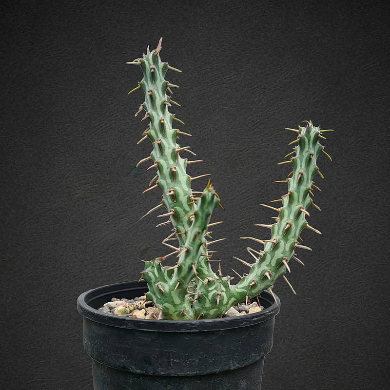 Euphorbia erigavensis