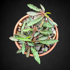 Euphorbia francociii madagascar